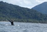 A whale tail sticking out of the water with the jungle covered hills of Chocó behind, a common site when you go whale watching in Colombia.