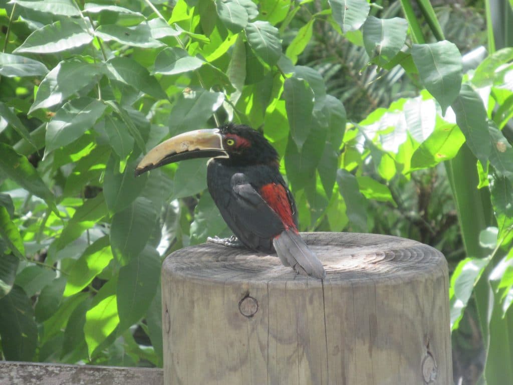 Photo of a bird sitting on a post seen during a aviary day trip from Cartagena, Colombia.