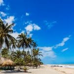 Photo of palm trees on the beach in Palomino, Colombia.