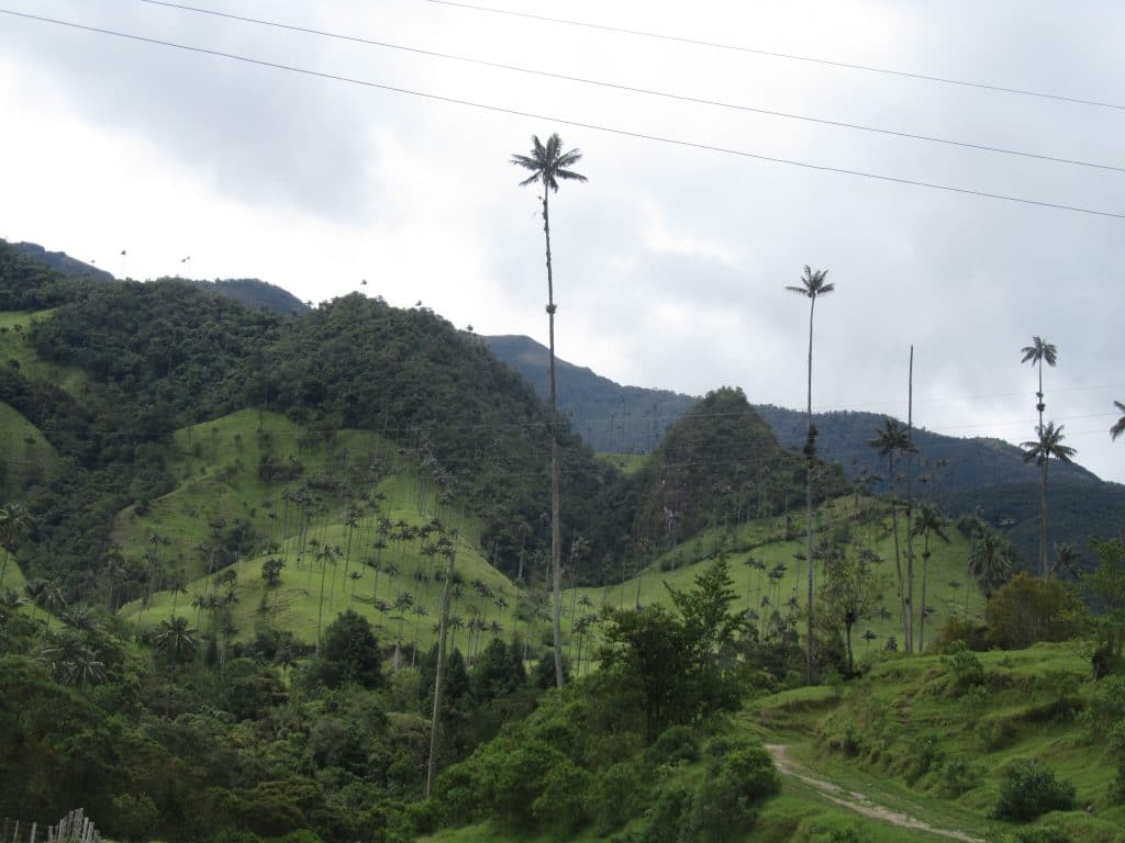 Photo of wax palms near Cocora Valley hotels near Salento Colombia