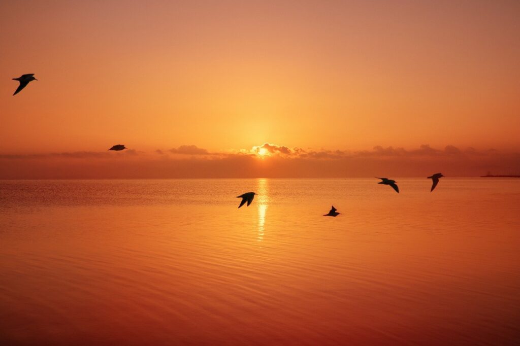 Foto de unas aves sobre el mar con el atardecer que quizas puedes ver de uno de los hoteles frente al mar en Cartagena