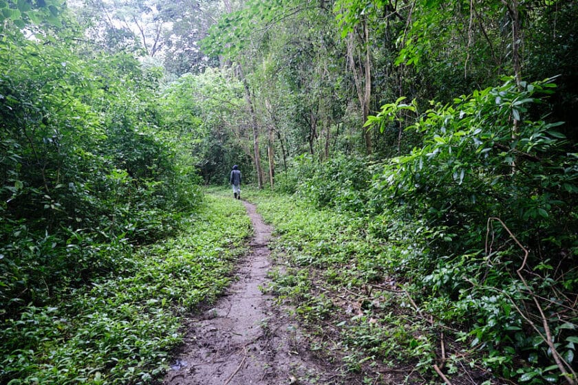 Photo of a person walking ahead on a trail through the forest hiking near Cartagena, Colombia.