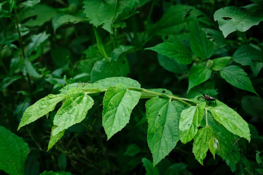 Photo of a green spider and brown spider on green leaves of the same bush.