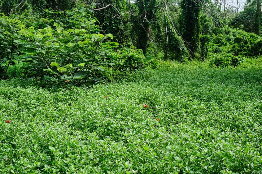 Photo of a clearing with short green bushes and butterflies flying.