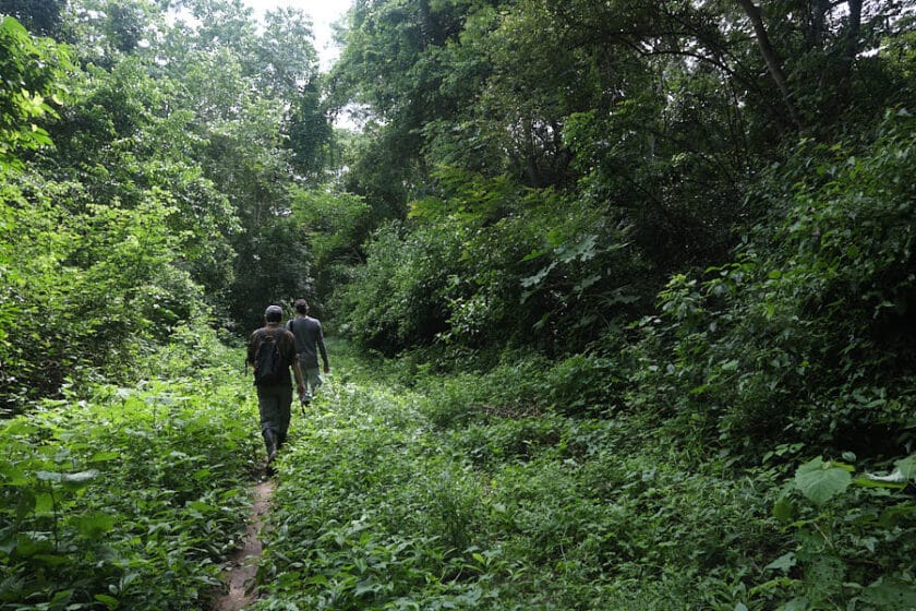 Photoof two people hiking near Cartagena along a narrow trail in a forest.