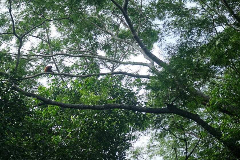 Photo of a monkey on a tree branch above a hiking trail near Cartagena.