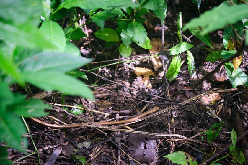 Photo of a small brown snake resting on a root.