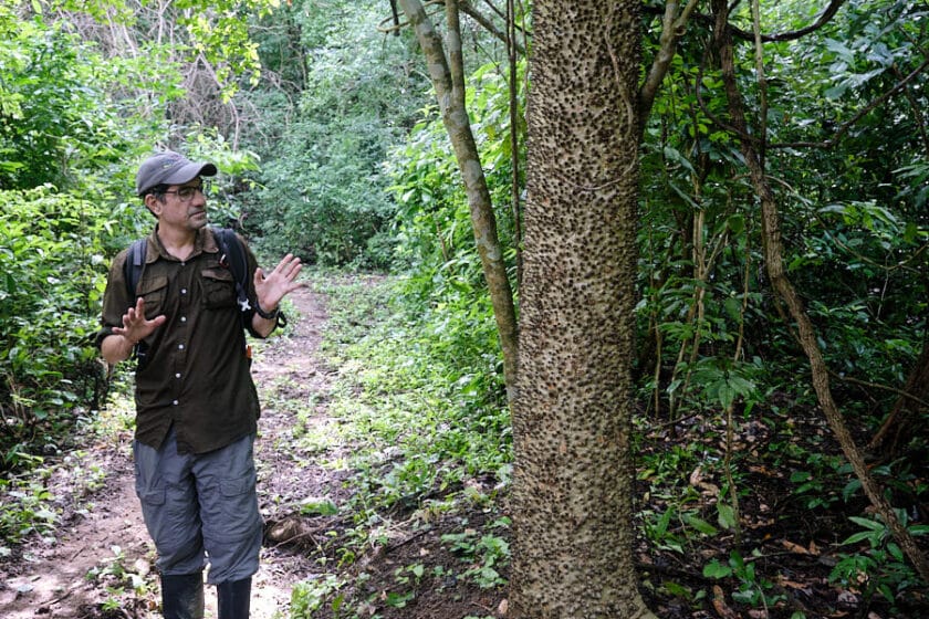 Guide on a trail standing next to a tree with hand out talking on a Cartagena hiking tour.