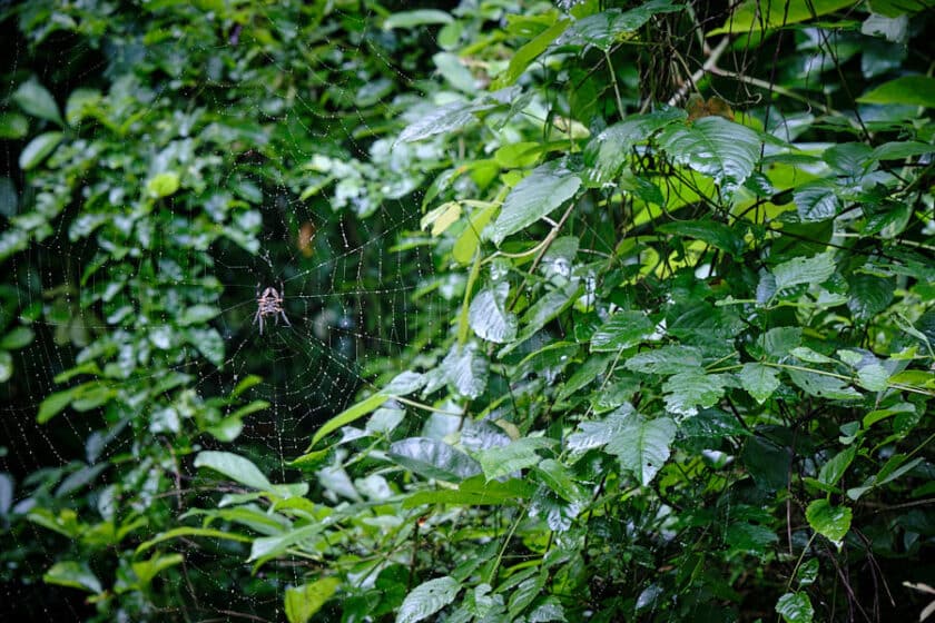 Photo of a spider in its web seen on a hike near Cartagena.