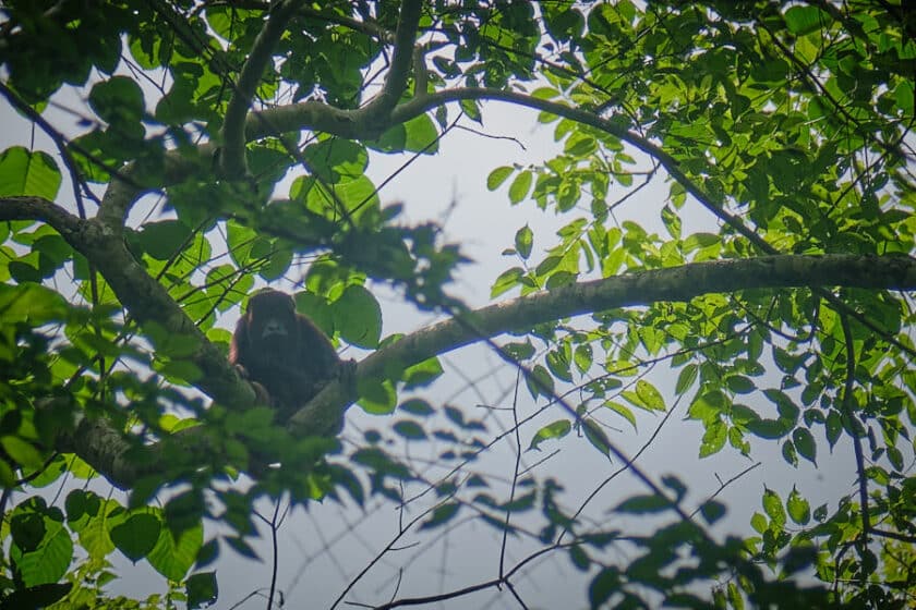 Photo of a howler monkey in tree seen on a hiking day trip from Cartagena.