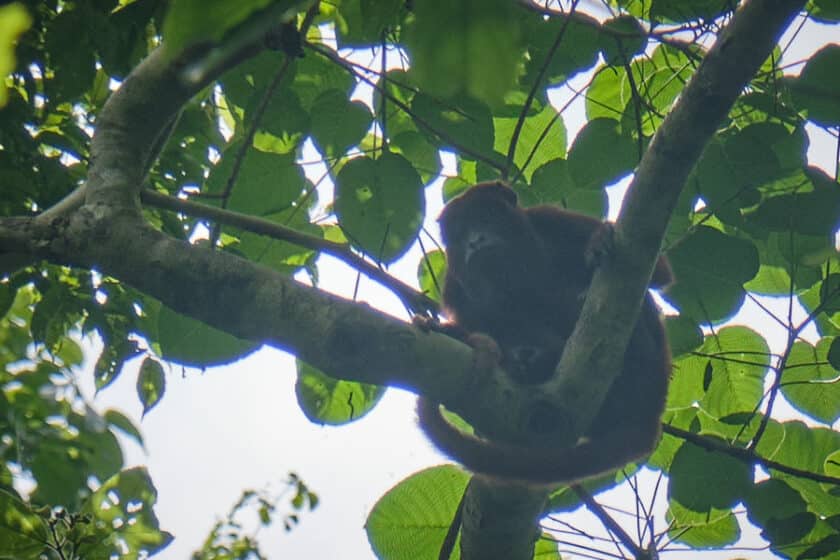 A closeup view of  a howler monkey looking down from a v shaped tree branch seen on a Cartagena, Colombia hiking tour.