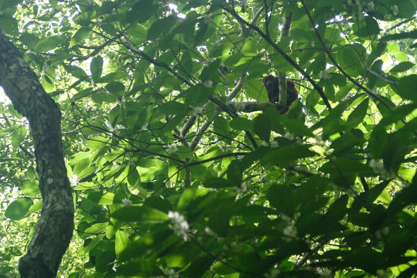 A howler monkey perched in a tree seen hiking near Cartagena.