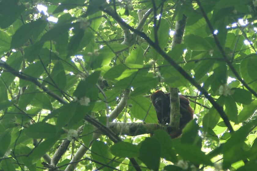 Howler monkey in a tree on a hike near Cartagena, Colombia.