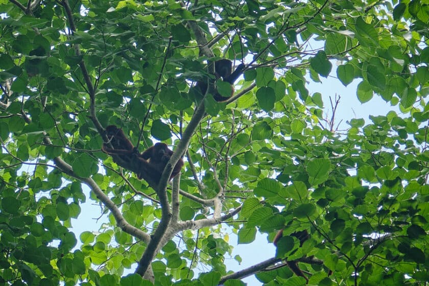 Photo of several howler monkeys in a tree.