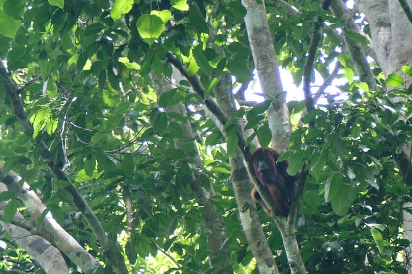 Photo of a monkey sitting in a tree on a hiking tour in Cartagena, Colombia.