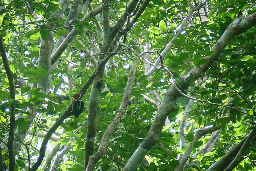 Photo of a red and black woodpecker in a tree seen on a Cartagena, Colombia hiking tour.
