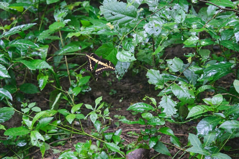 Photo of a red and yellow butterfly perched on leaves above the forest floor.