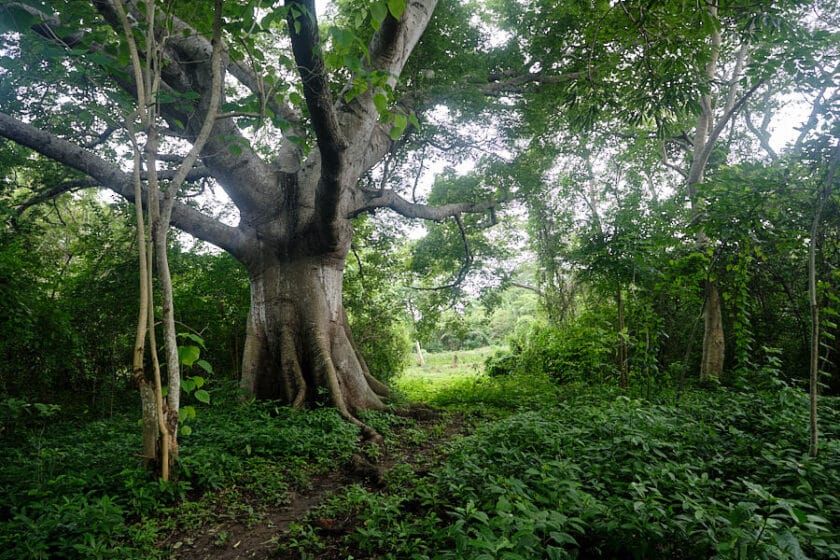 Photo of a large tree beside a path in  the forest seen hiking in Cartagena, Colombia.