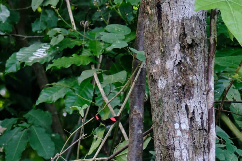 Photo of a small black and red butterfly  on a leaf next to a tree trunk.