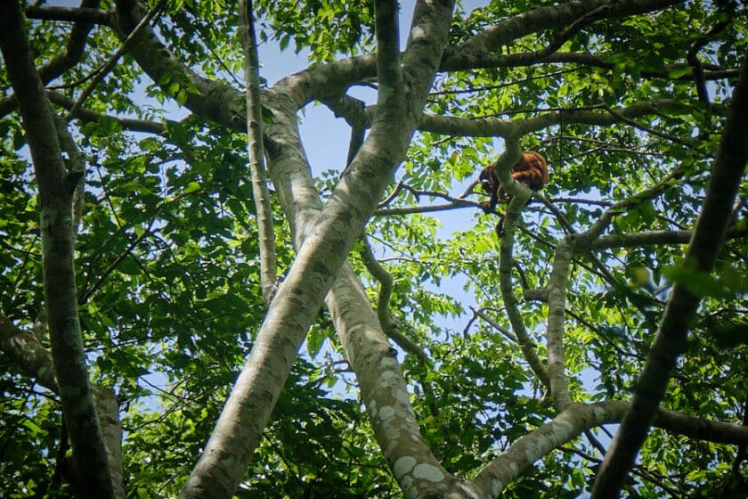 Photo  of a monkey climbing in a tree on a Cartagena nature tour.