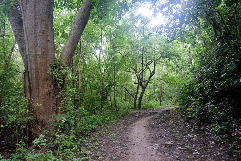 Photo of a narrow path through the forest on a Cartagena hiking trail.