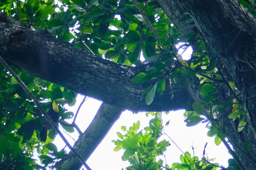 Photo of a toucan on a vine beside a tree branch seen while hiking near Cartagena, Colombia.