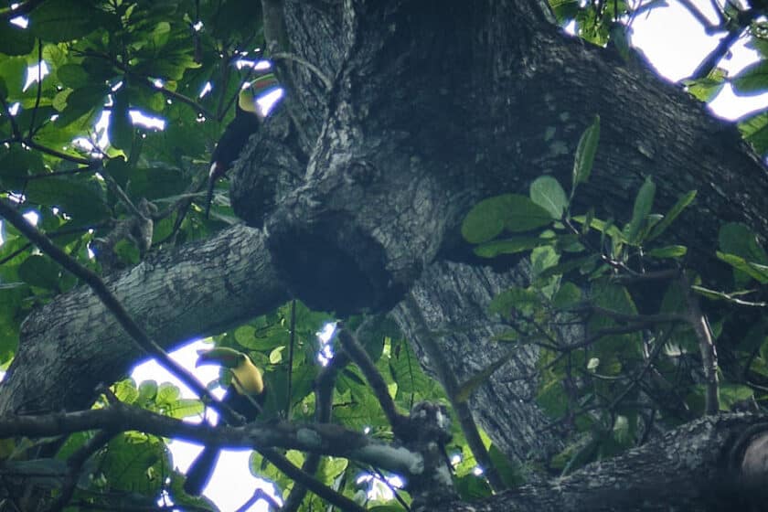 Photo of two toucans in a tree seen during a hiking tour near Cartagena, Colombia.