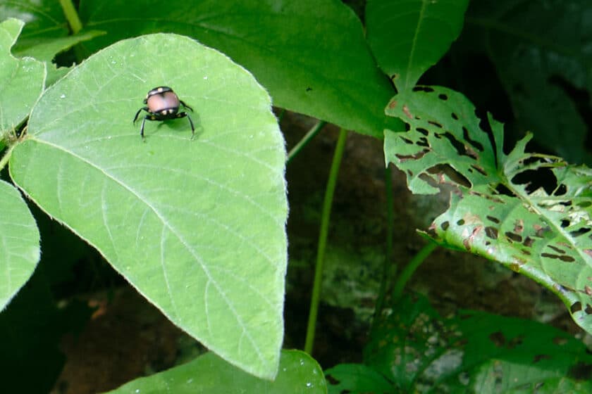 Photo of a brown beetle on a green leaf with a leaf with lots of holes in the the background.