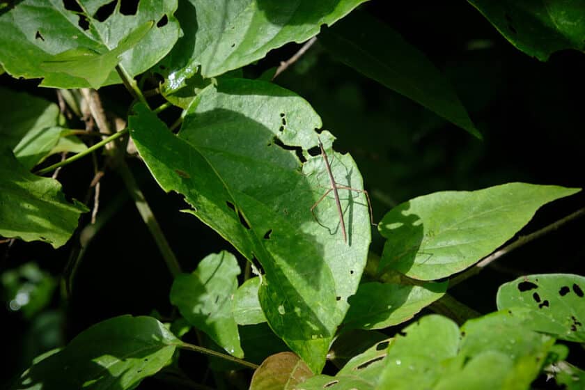 Photo of a stick bug climbing up a green leaf.